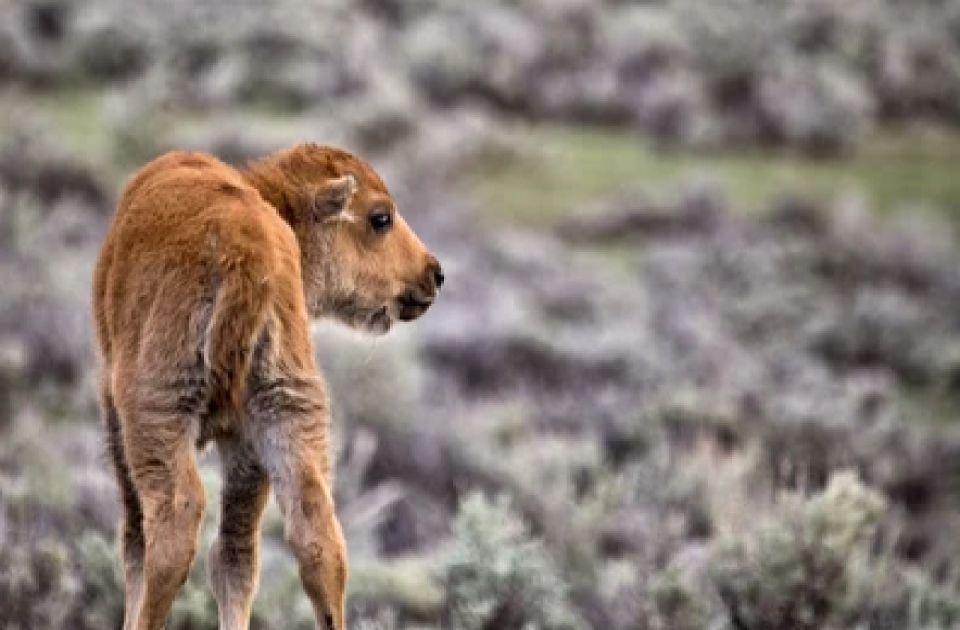 From Jackson: Grand Teton Wildlife & Scenery Tour With Lunch - Key Points