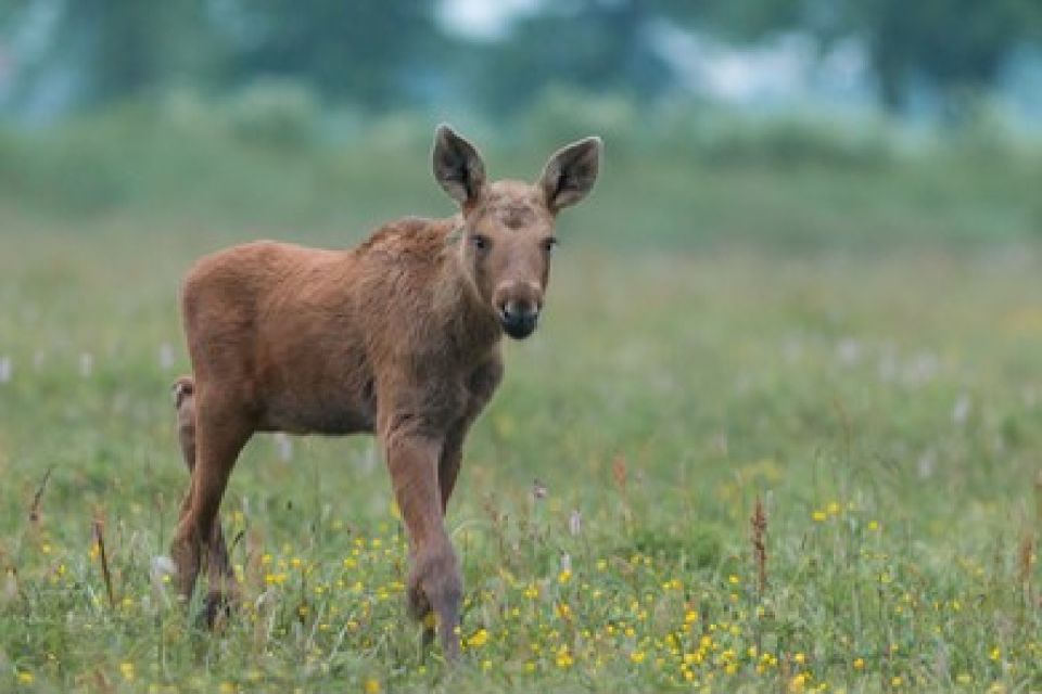 From Jackson: Grand Teton Wildlife & Scenery Tour With Lunch - Inclusions and Exclusions