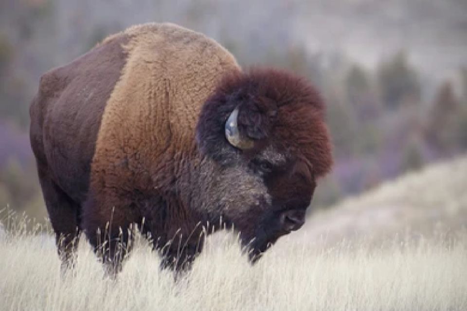 From Jackson: Grand Teton Wildlife & Scenery Tour With Lunch - Spotting Wildlife