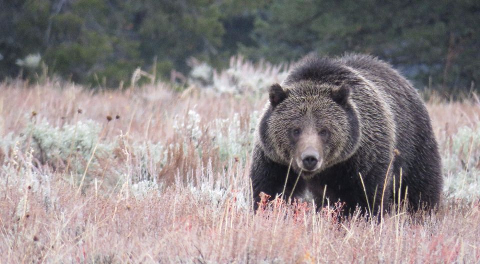 From Jackson Hole: Grand Teton National Park Sunrise Tour - Highlights and Activities