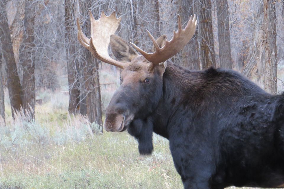 From Jackson Hole: Grand Teton National Park Sunrise Tour - Included in the Tour