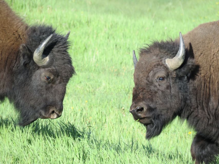 From Jackson Hole: Grand Teton National Park Sunrise Tour - Additional Considerations