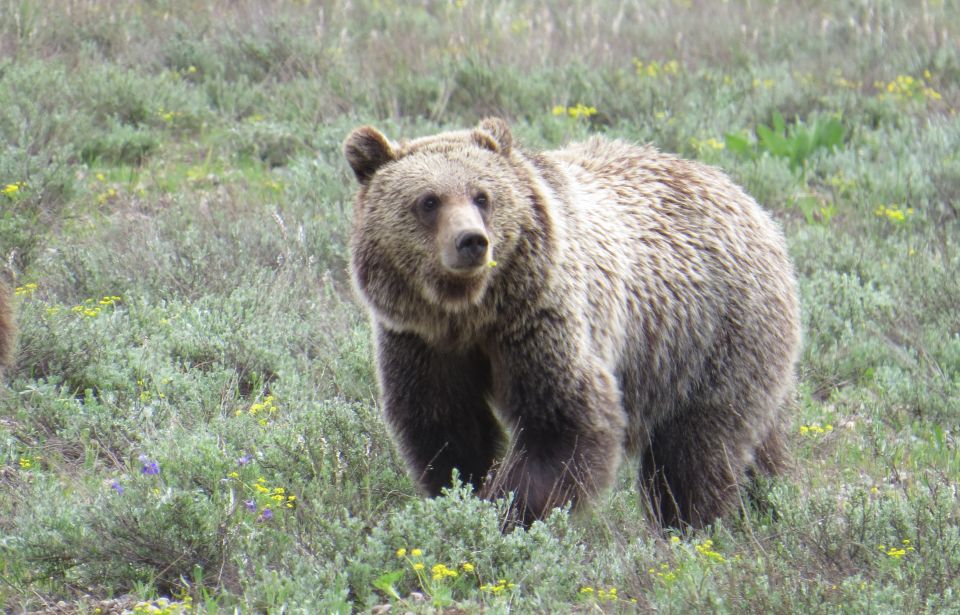 From Jackson Hole: Grand Teton National Park Sunrise Tour - Frequently Asked Questions