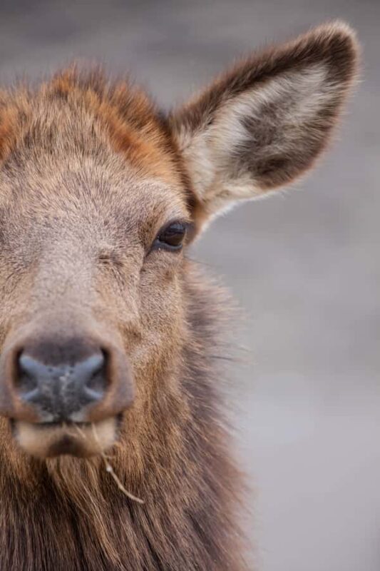 From Jackson Hole: Half-Day Grand Teton Winter Wildlife Tour - An Introduction to the Experience