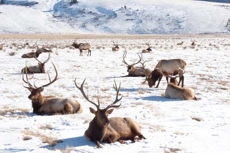 From Jackson Hole: Half-Day Grand Teton Winter Wildlife Tour - The Itinerary: What to Expect