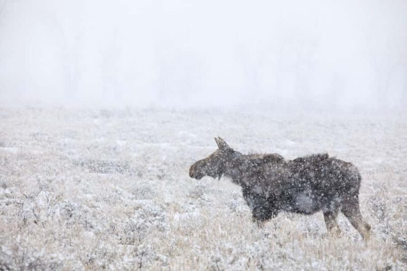 From Jackson Hole: Half-Day Grand Teton Winter Wildlife Tour - The Sum Up