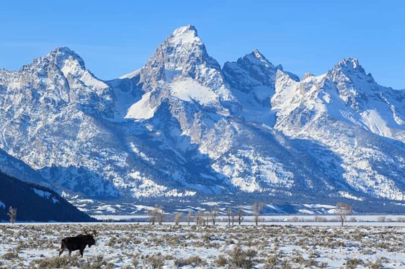 From Jackson Hole: Half-Day Grand Teton Winter Wildlife Tour - FAQ