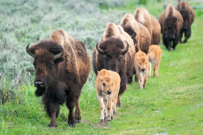 From Jackson Hole: Yellowstone Old Faithful, Waterfalls and Wildlife Day Tour - Directions
