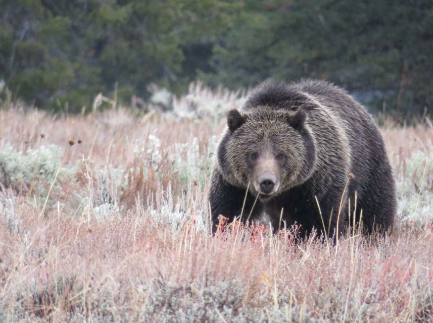 From Jackson: Yellowstone Day Tour Including Entrance Fee - Highlights of the Tour