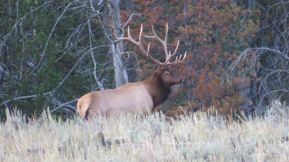 From Jackson: Yellowstone Day Tour Including Entrance Fee - Pricing and Booking