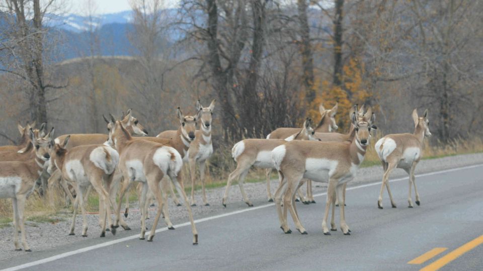 From Jackson: Yellowstone Day Tour Including Entrance Fee - Tour Duration and Group Size