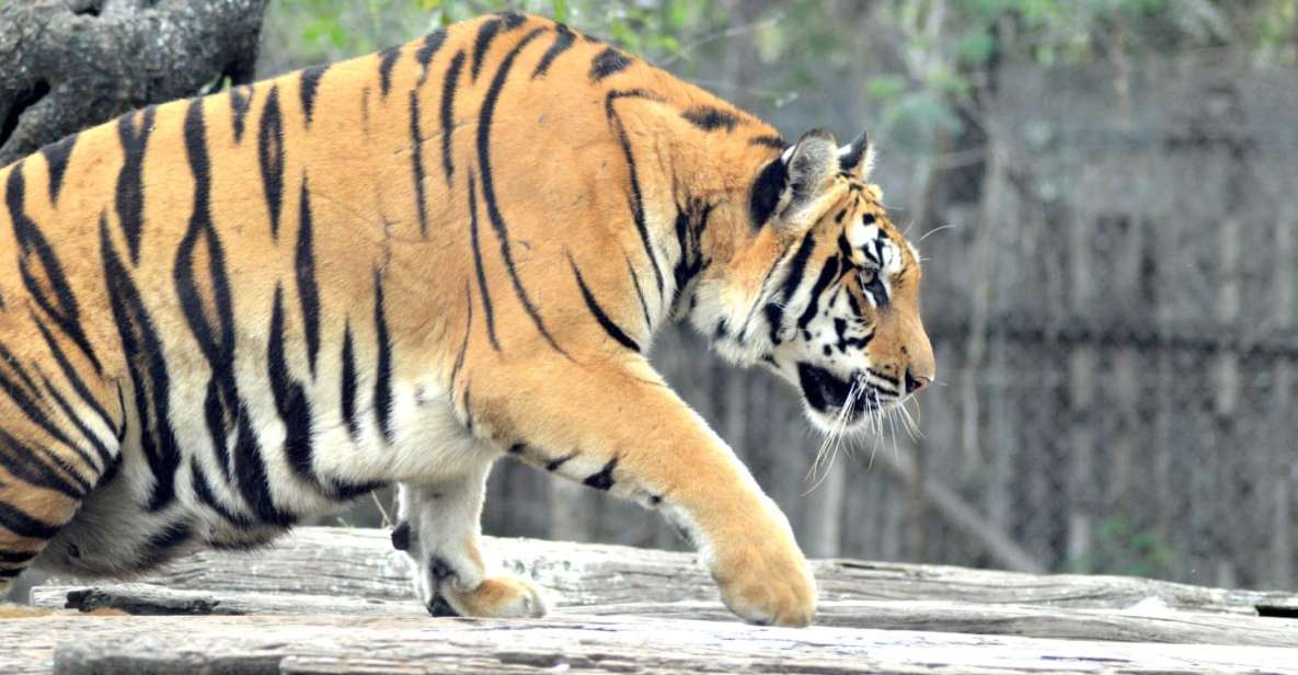 From Jaipur : 2 Days 1 Night Ranthambore Tiger Safari Tour - Accommodation Options Available