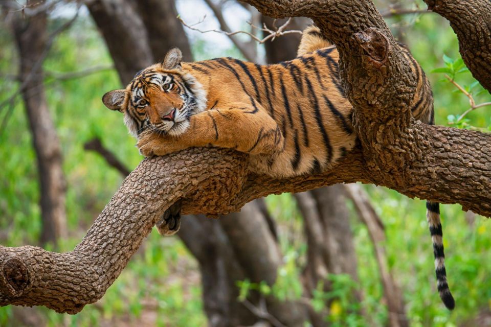 From Jaipur : 2 Days 1 Night Ranthambore Tiger Safari Tour - Inclusions of the Tour Package