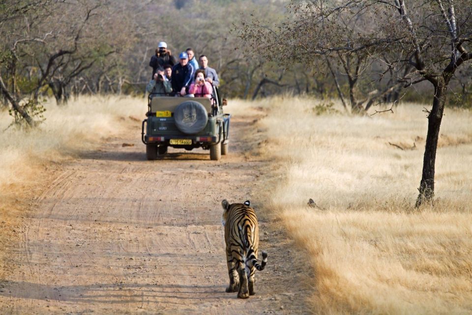 From Jaipur : 2 Days 1 Night Ranthambore Tiger Safari Tour - Important Travel Information