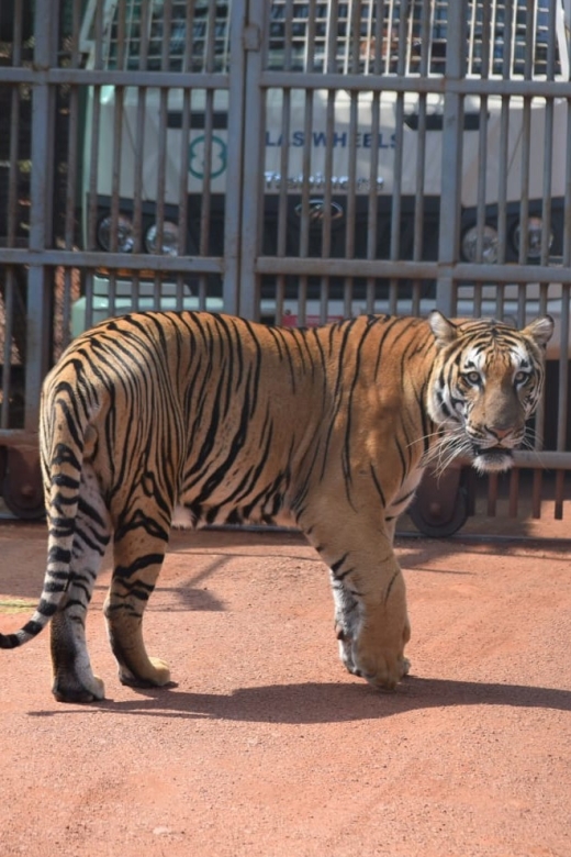 From Jaipur : 2 Days Ranthambore Tiger Safari Tour By Car - Safari Experience