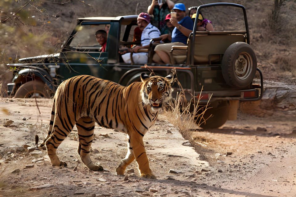 From Jaipur : 2 Days Ranthambore Tiger Safari Tour By Car - Accommodation Options