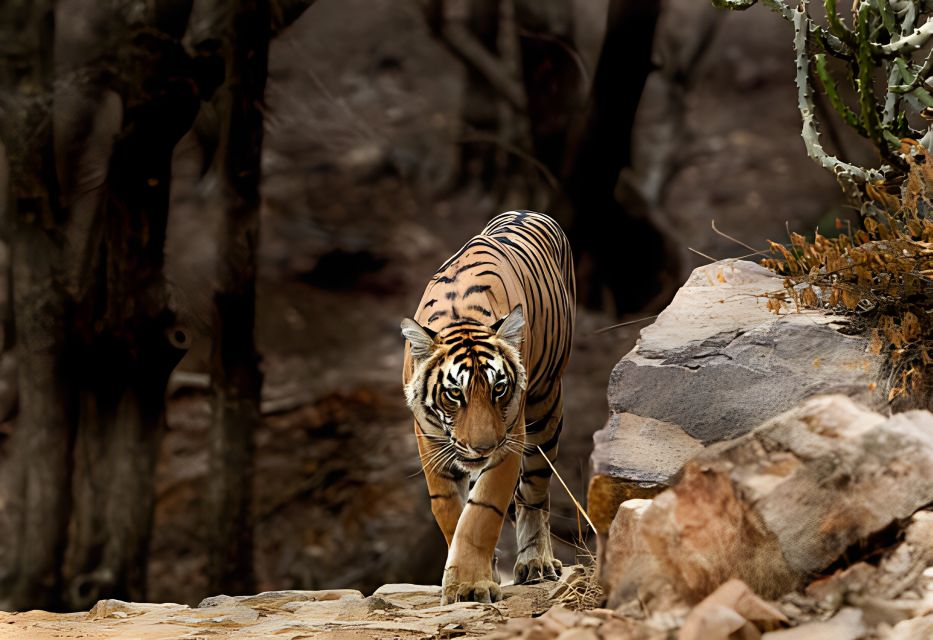 From Jaipur : 2 Days Ranthambore Tiger Safari Tour By Car - Wildlife Sightings