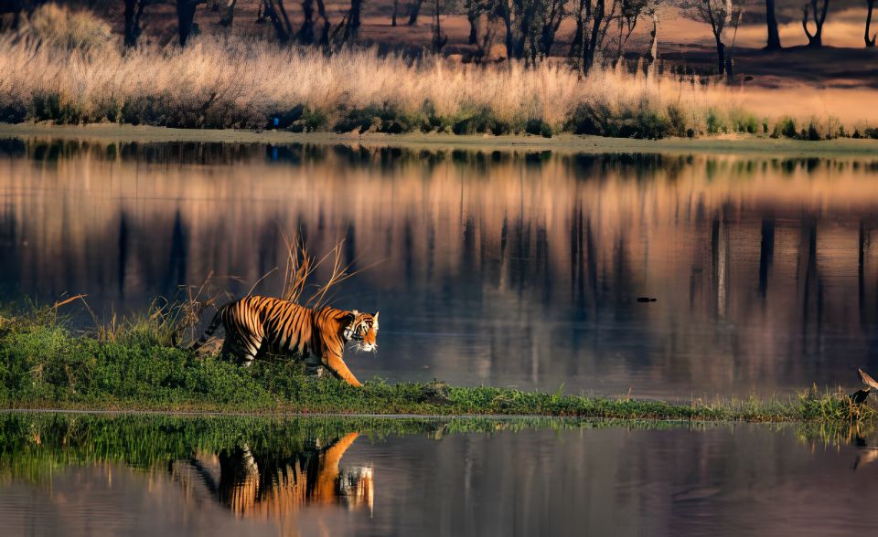 From Jaipur : 2 Days Ranthambore Tiger Safari Tour By Car - Customer Feedback