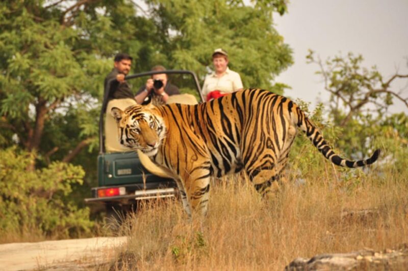 From Jaipur: Private Ranthambore Day Trip With Tiger Safari - Good To Know