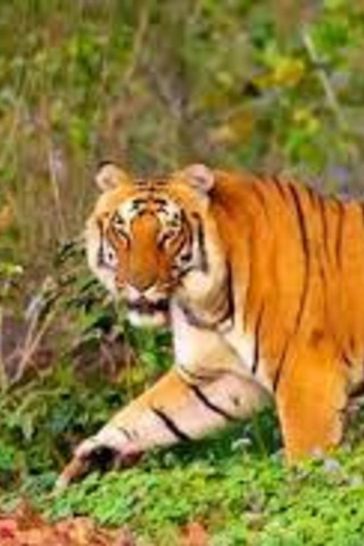 From Jaipur: Private Ranthambore Day Trip With Tiger Safari - Pickup and Transportation