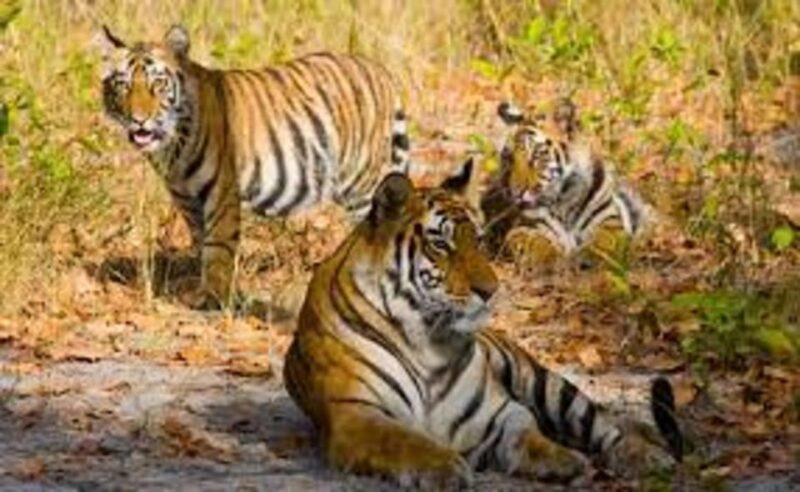 From Jaipur: Private Ranthambore Day Trip With Tiger Safari - Guided Safari Experience