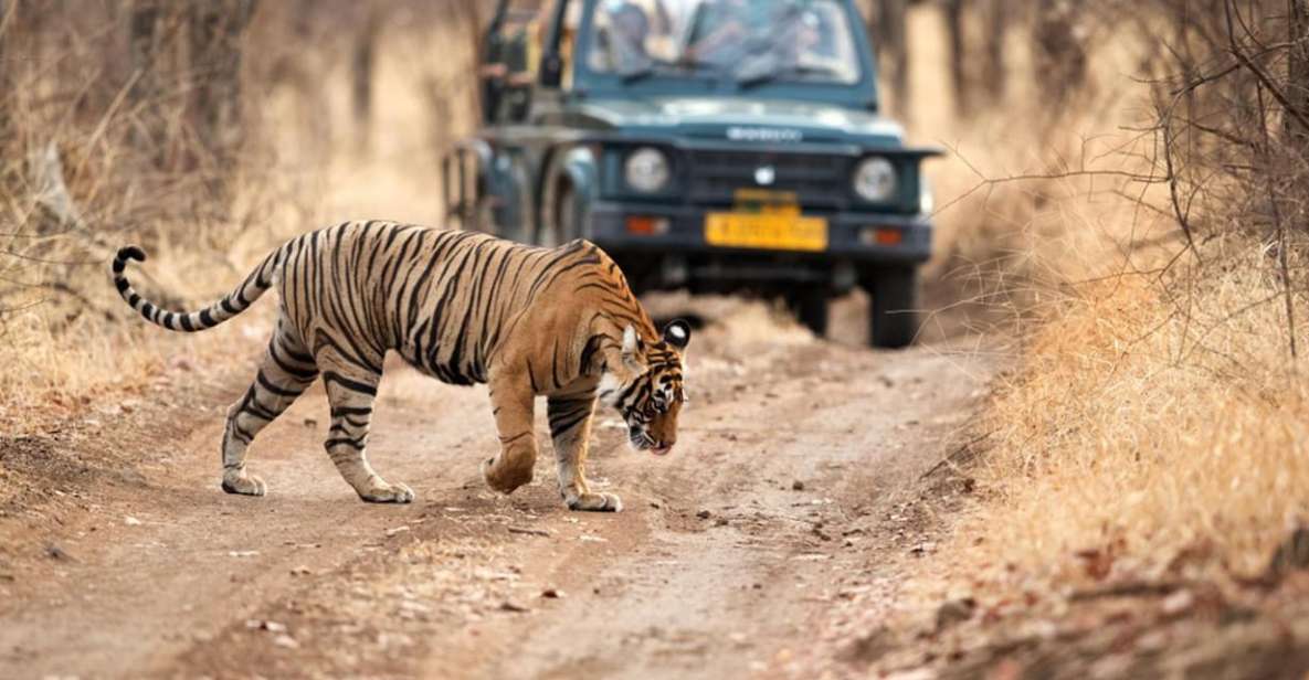 From Jaipur: Private Ranthambore Day Trip With Tiger Safari - Key Points