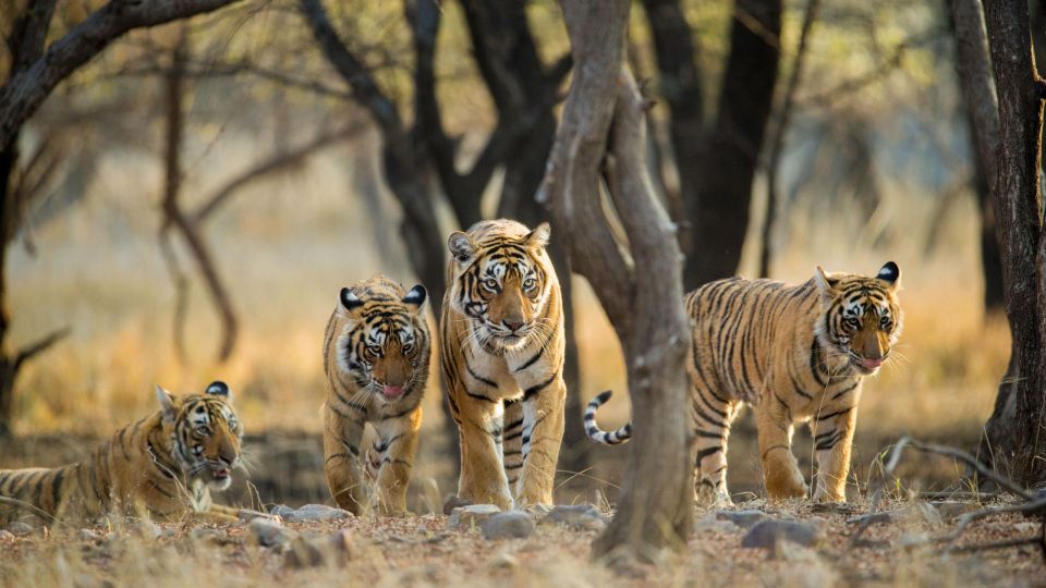 From Jaipur: Private Ranthambore Day Trip With Tiger Safari - Itinerary and Travel Details