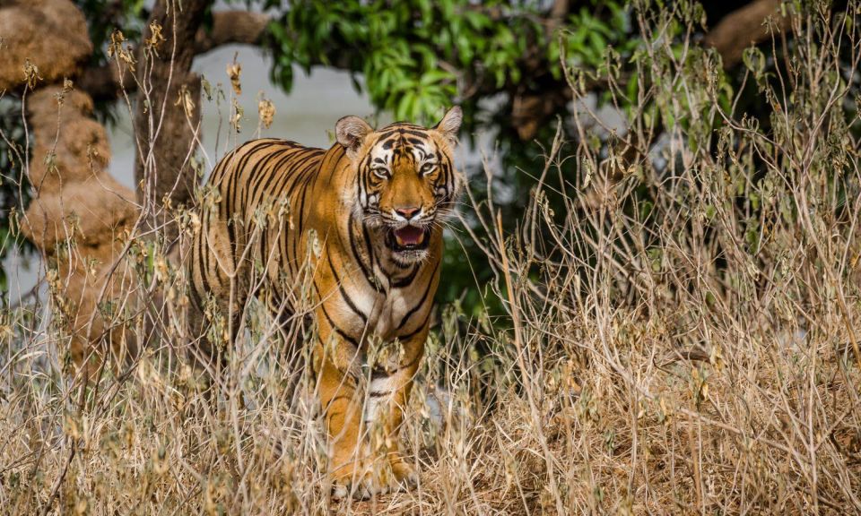 From Jaipur: Private Ranthambore Day Trip With Tiger Safari - Wildlife Experience