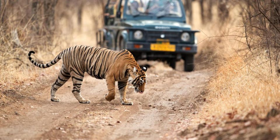From Jaipur: Private Ranthambore Day Trip With Tiger Safari - Important Information