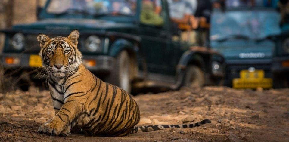 From Jaipur: Private Ranthambore Day Trip With Tiger Safari - Additional Notes