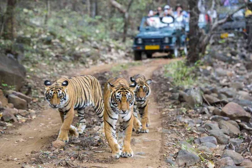 From Jaipur: Ranthambore Private Day Trip With Tiger Safari - Key Points