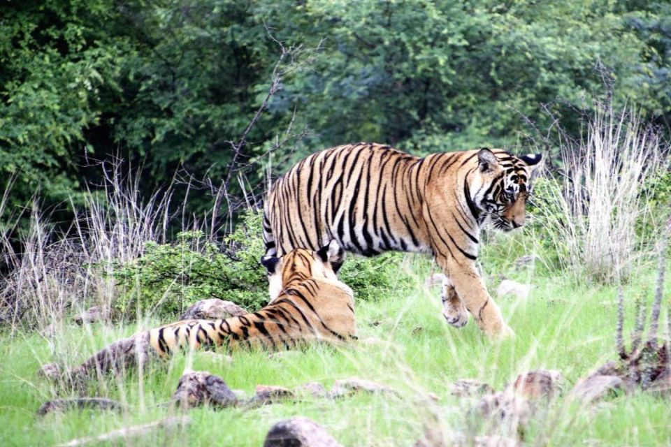 From Jaipur: Ranthambore Private Day Trip With Tiger Safari - Wildlife Viewing Opportunities