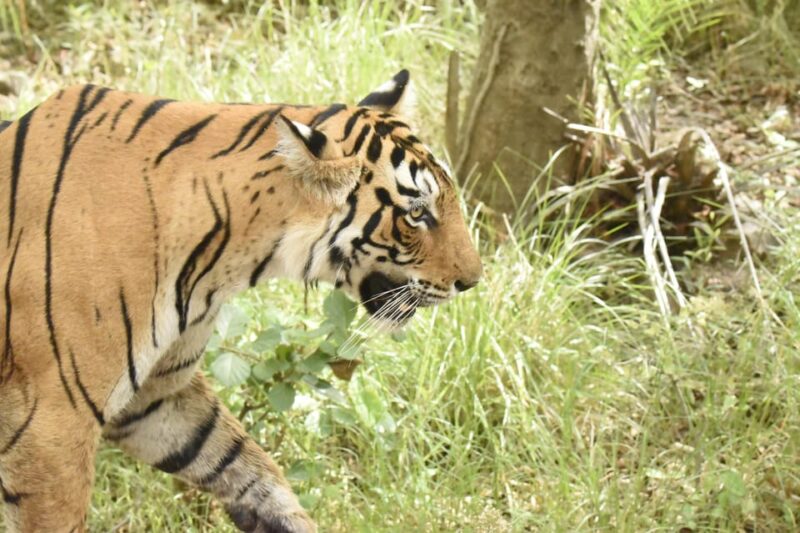 From Jaipur: Ranthambore Tiger Sanctuary Same Day Tour - Good To Know