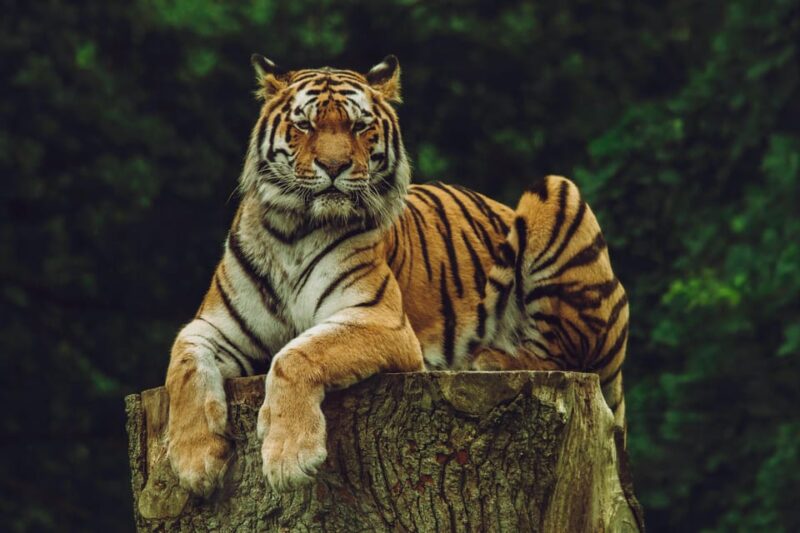 From Jaipur: Ranthambore Tiger Sanctuary Same Day Tour - Itinerary and Experience