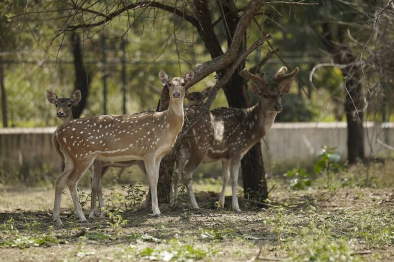 From Jaipur: Ranthambore Tiger Sanctuary Same Day Tour - Safari Details