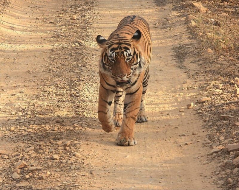 From Jaipur: Ranthambore Tiger Sanctuary Same Day Tour - Important Information