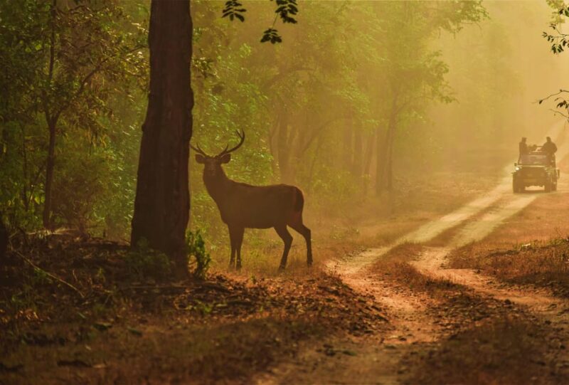 From Jaipur: Ranthambore Tiger Sanctuary Same Day Tour - Booking and Cancellation Policy