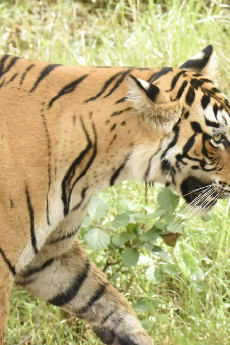 From Jaipur: Ranthambore Tiger Sanctuary Same Day Tour - The Sum Up