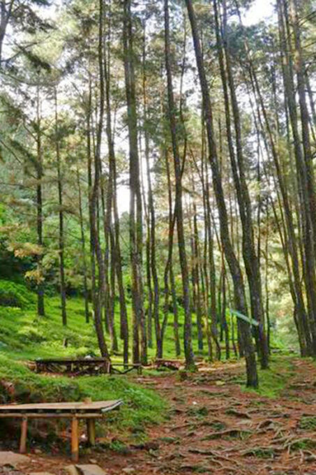 From Jakarta: Botanical Garden, Waterfall, Wayang Puppet - Exploring Bogor Botanical Gardens