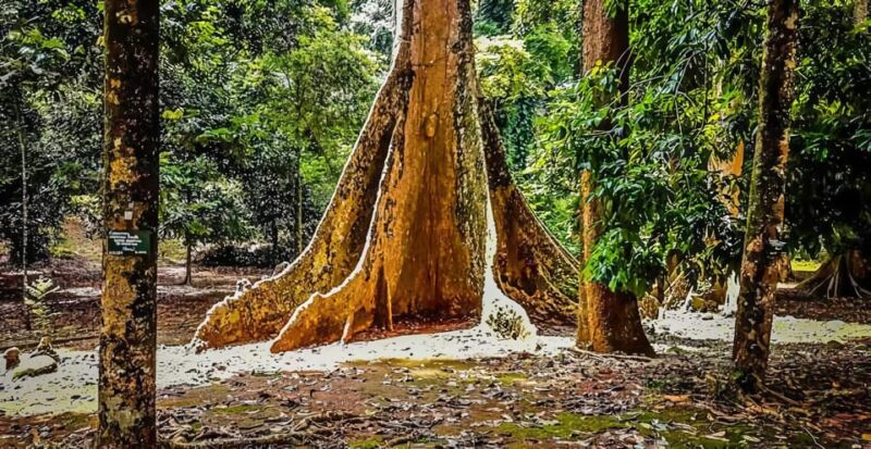 From Jakarta : Botanical Garden, Waterfalls, Natural Views - Good To Know
