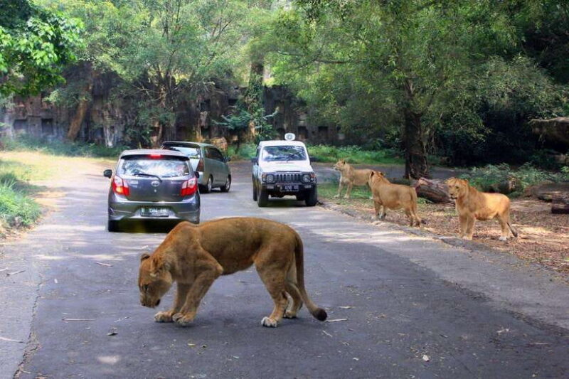 From Jakarta: Private Taman Safari Day Tour - An Introduction to the Experience