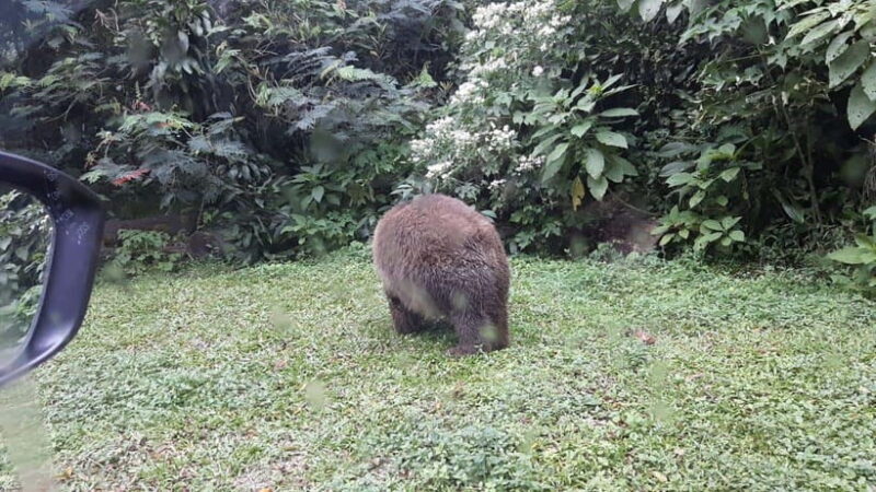 From Jakarta: Private Taman Safari Day Tour - What Makes This Tour Special?