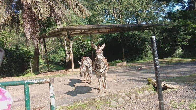 From Jakarta: Private Taman Safari Day Tour - Who Is This Tour Best For?