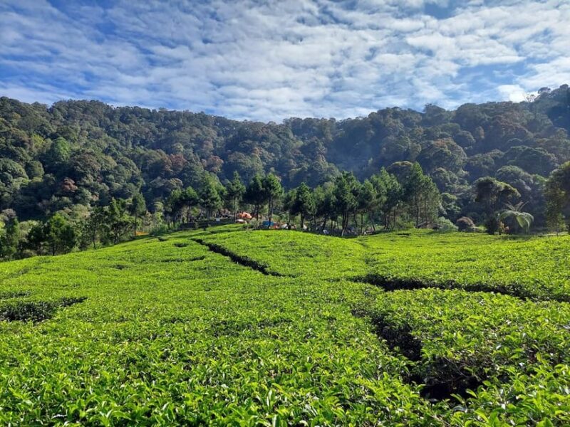 From Jakarta : White Crater, Pinisi Lake, Tea Plantation - Pinisi Lake: Scenic Photography