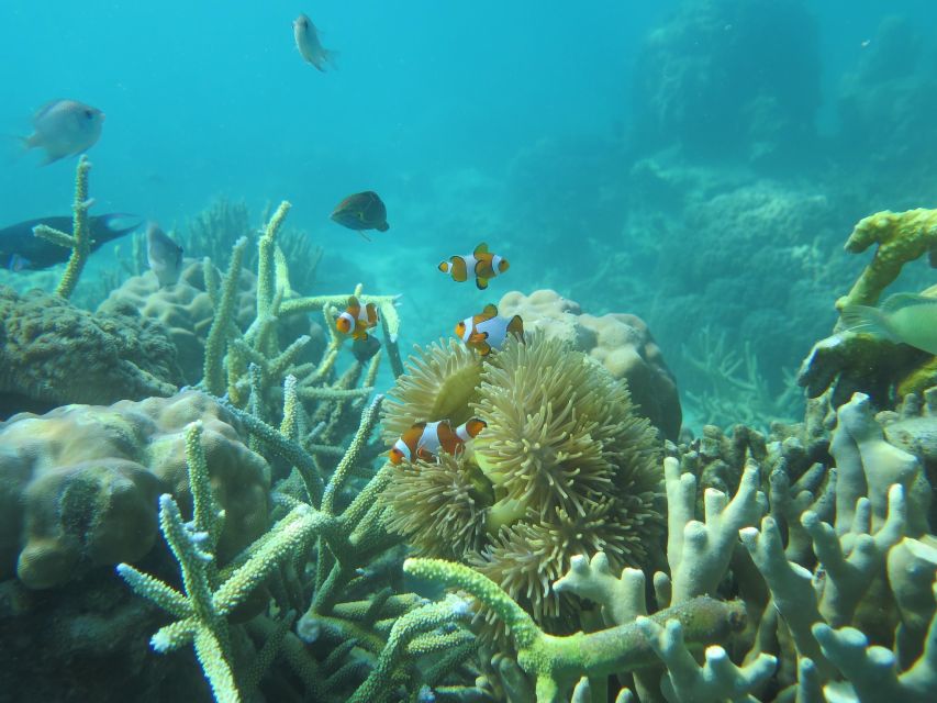 From Jepara: 3-Day Snorkeling Tour in the Karimunjawa Island - Snorkeling and Island-Hopping Itinerary
