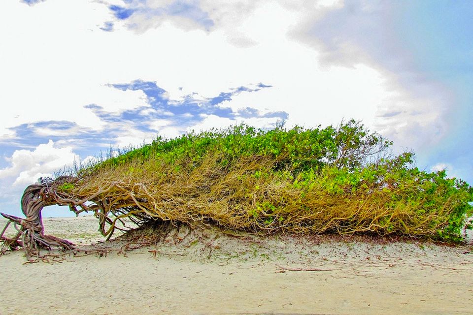 From Jericoacoara: Preá Beach and Paradise Lagoon Tour - What to Expect
