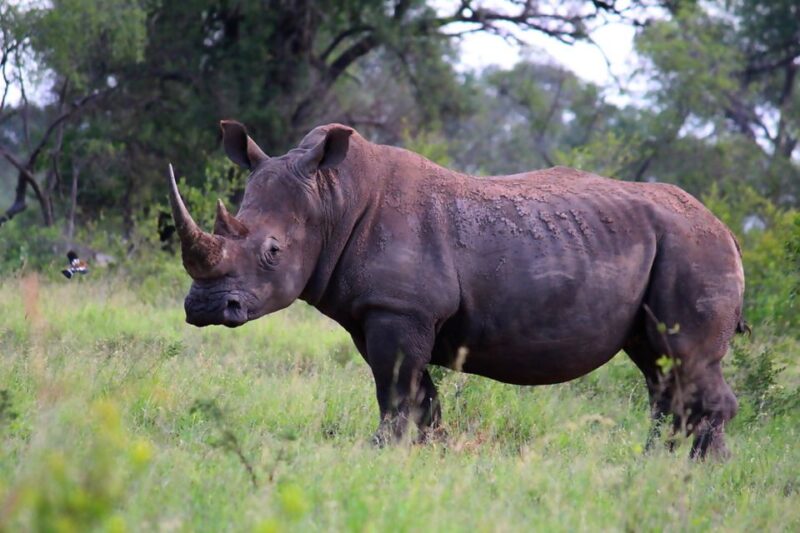 From Johannesburg: 2-Day Safari Into Kruger National Park - Good To Know