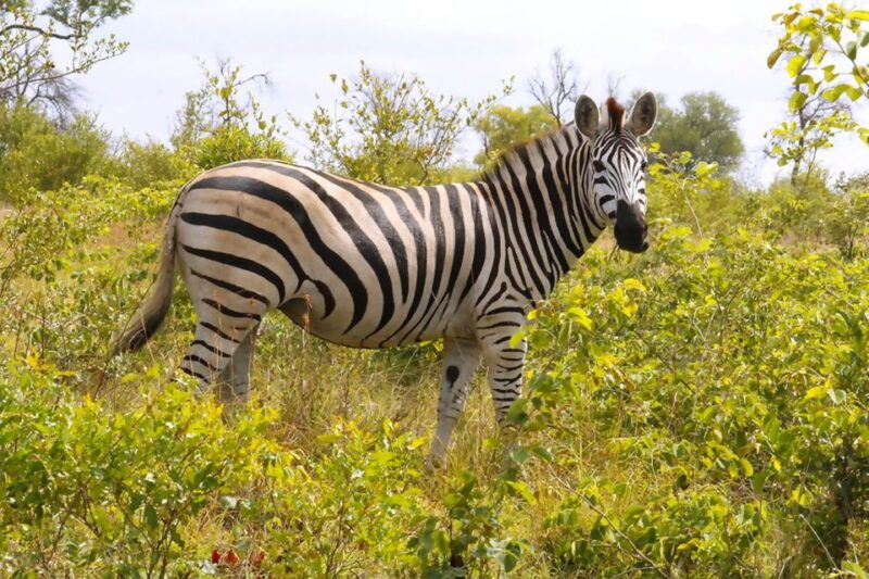 From Johannesburg: 2-Day Safari Into Kruger National Park - Tour Overview and Pricing
