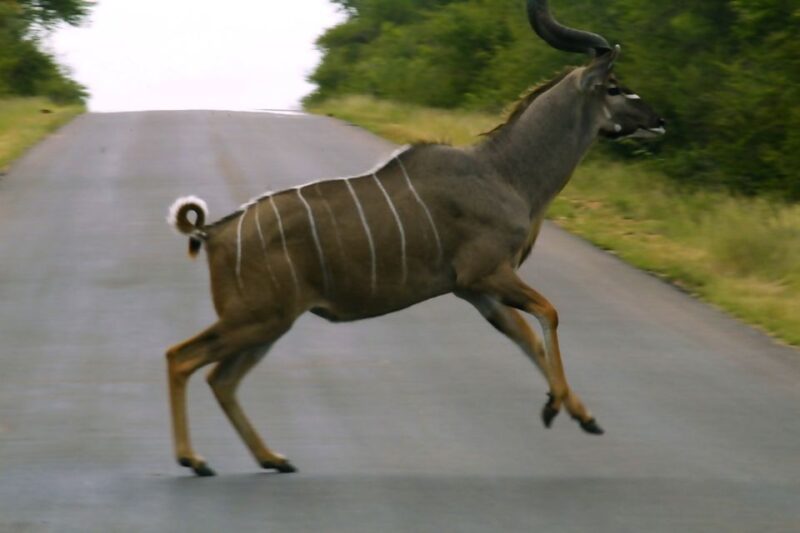 From Johannesburg: 2-Day Safari Into Kruger National Park - Included Amenities and Recommendations