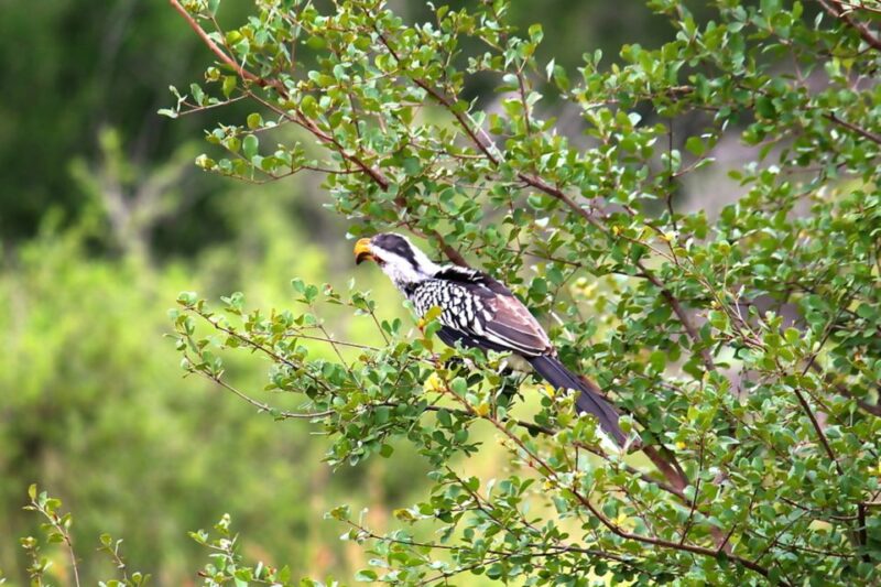 From Johannesburg: 2-Day Safari Into Kruger National Park - Explore Krugers Diverse Ecosystems